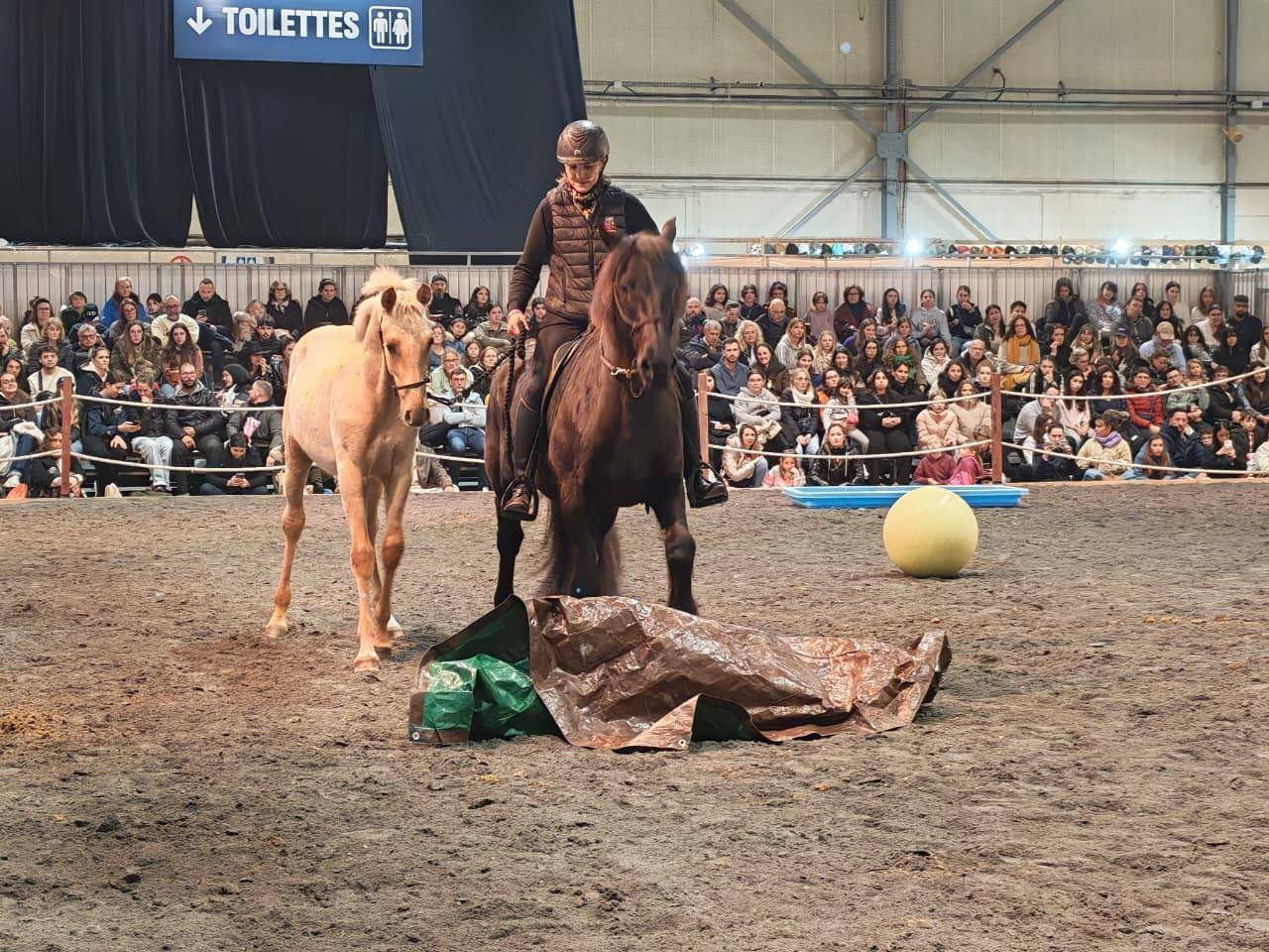 Potro PRE Pura Raza Espa&ntilde;ola En venta 2025 Palomino por ADAGIO CALLER
