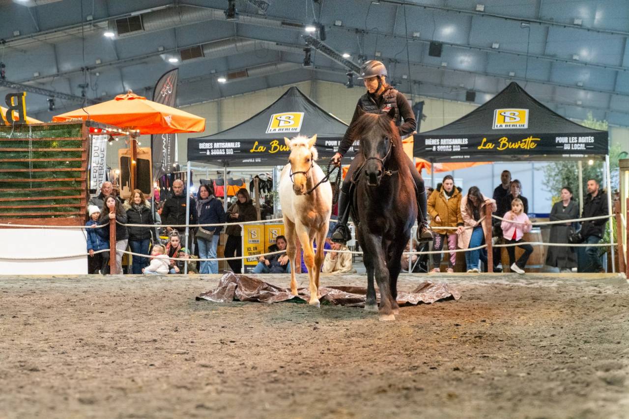 Potro PRE Pura Raza Espa&ntilde;ola En venta 2025 Palomino por ADAGIO CALLER