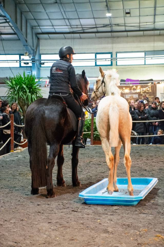 Potro PRE Pura Raza Espa&ntilde;ola En venta 2025 Palomino por ADAGIO CALLER