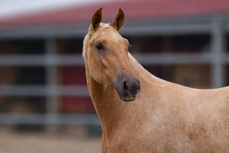 Potro PRE Pura Raza Espa&ntilde;ola En venta 2025 Palomino por MALVERDE FP