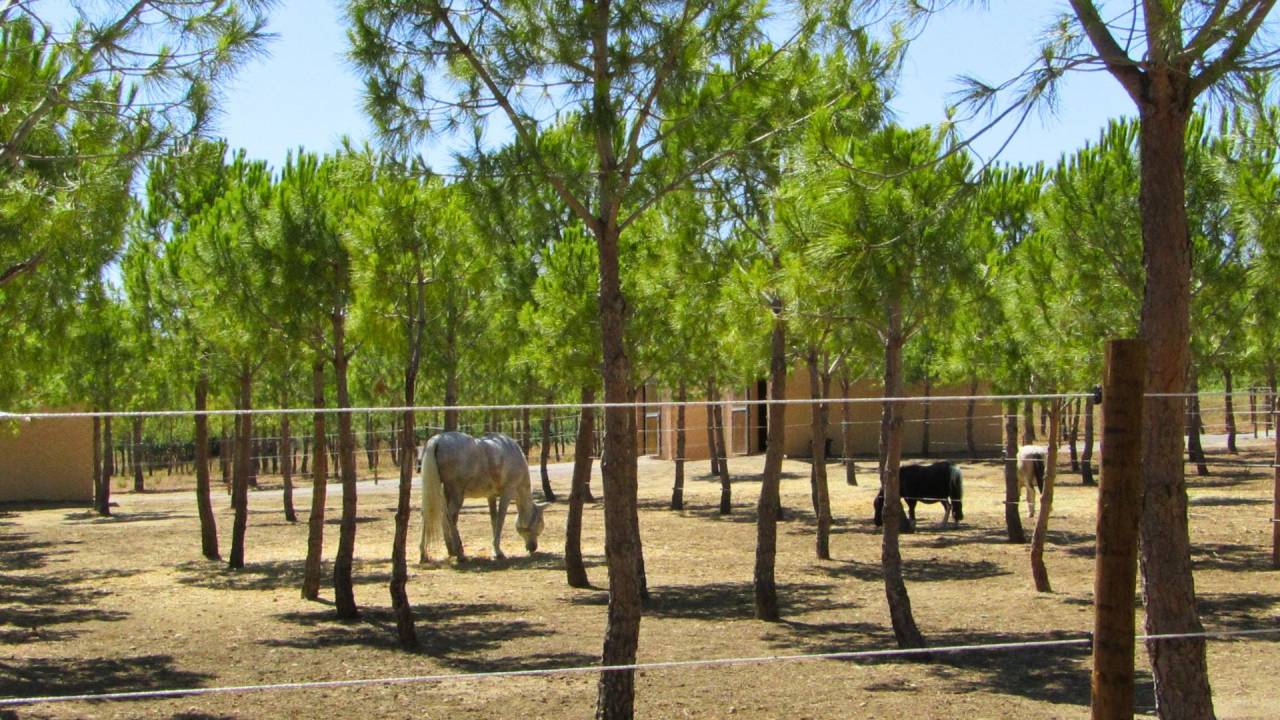 Propiedad ecuestre En venta H&eacute;rault