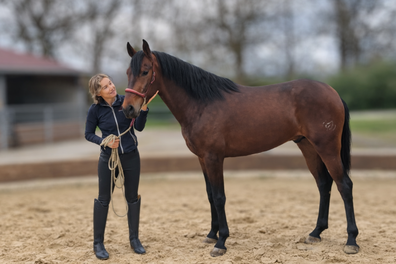 Caballo castrado PRE Pura Raza Espa&ntilde;ola En venta 2023 Bayo