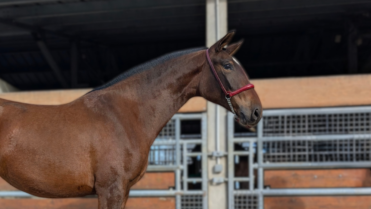 Yegua PRE Pura Raza Espa&ntilde;ola En venta 2023 Bayo por Naviero SG
