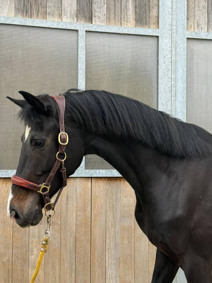 Yegua KWPN Caballo de Deporte Neerland&eacute;s En venta 2022 Negro