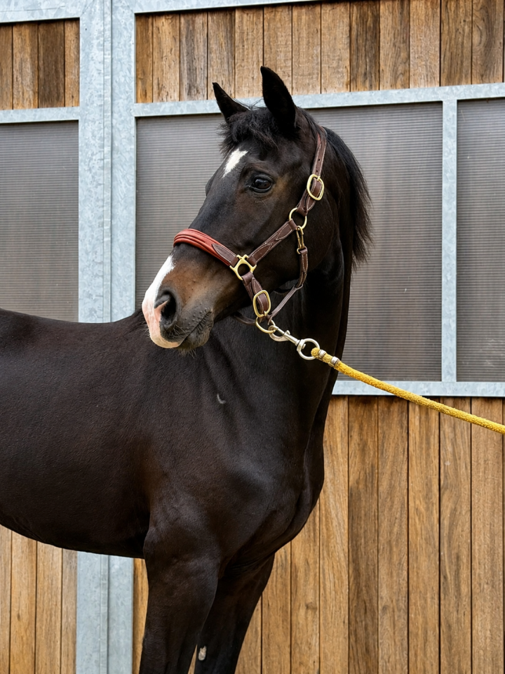Yegua KWPN Caballo de Deporte Neerland&eacute;s En venta 2022 Negro