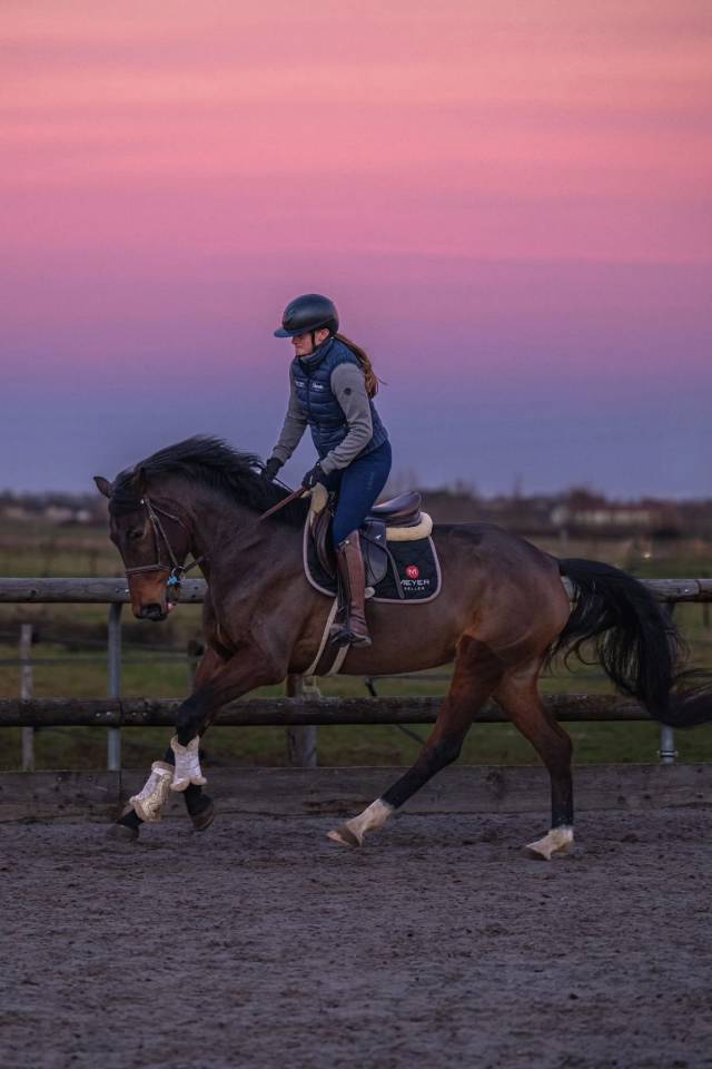 Yegua KWPN Caballo de Deporte Neerland&eacute;s En venta 2021 Bayo