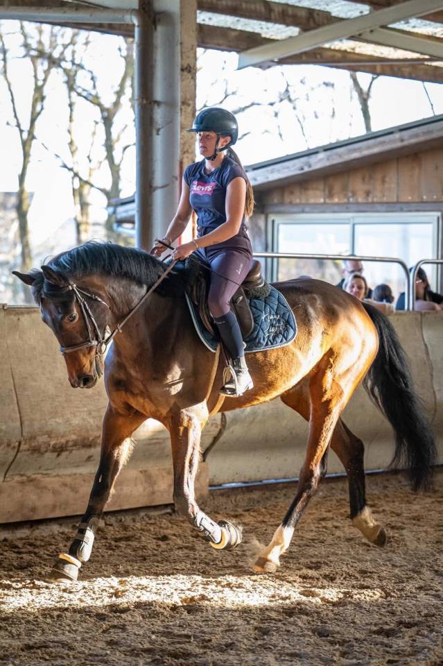 Yegua KWPN Caballo de Deporte Neerland&eacute;s En venta 2021 Bayo