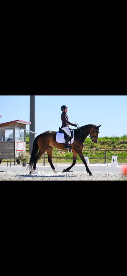 Yegua KWPN Caballo de Deporte Neerland&eacute;s En venta 2021 Bayo