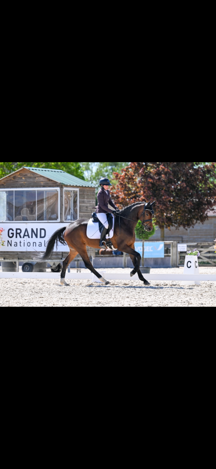 Yegua KWPN Caballo de Deporte Neerland&eacute;s En venta 2021 Bayo