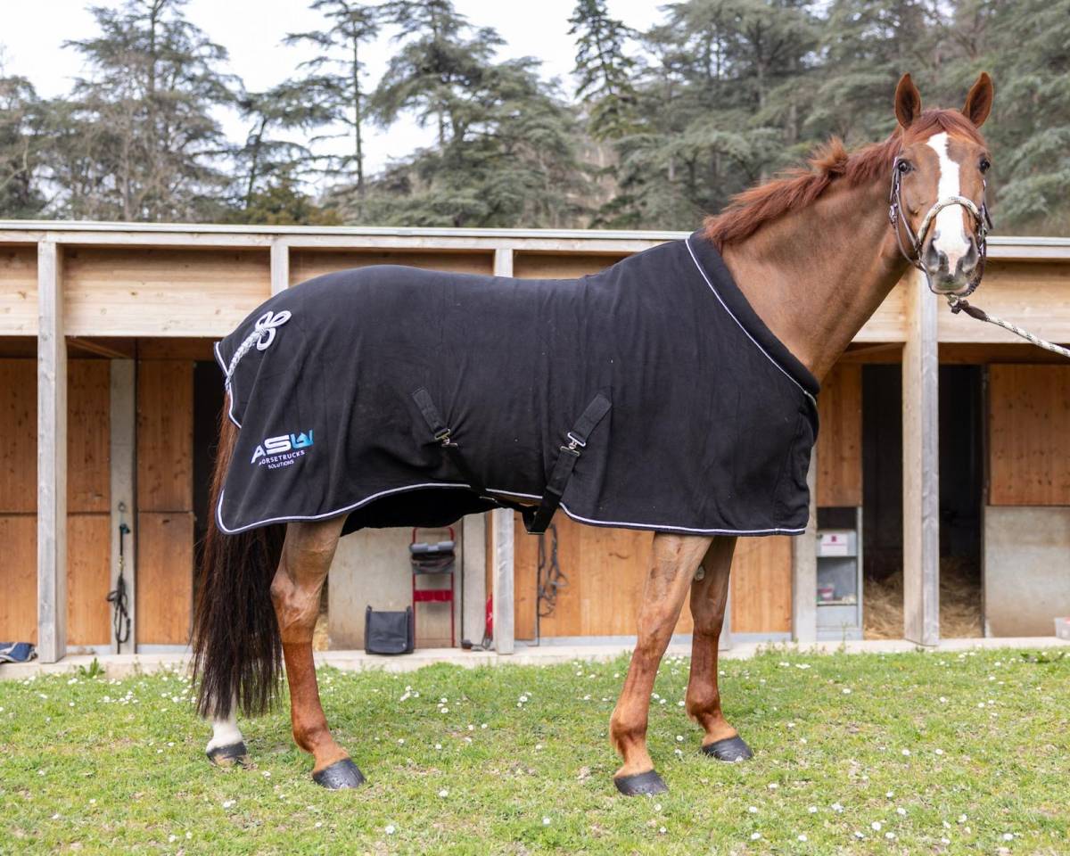 Yegua KWPN Caballo de Deporte Neerland&eacute;s En venta 2018 Alaz&aacute;n tostado por UNTOUCHABLE