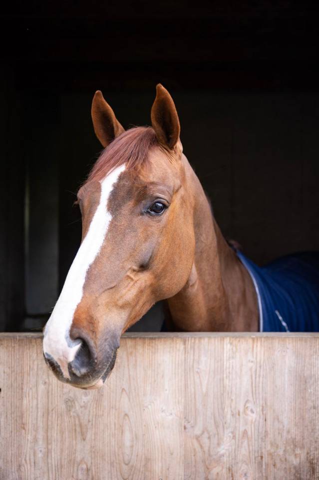 Yegua KWPN Caballo de Deporte Neerland&eacute;s En venta 2018 Alaz&aacute;n tostado por UNTOUCHABLE