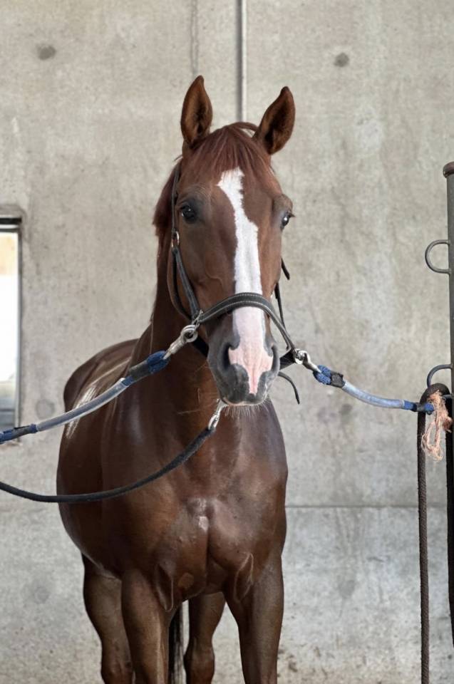 Yegua KWPN Caballo de Deporte Neerland&eacute;s En venta 2018 Alaz&aacute;n tostado por UNTOUCHABLE