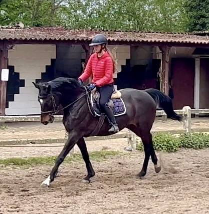 Yegua Westfaliano En venta 2016 Bayo moreno