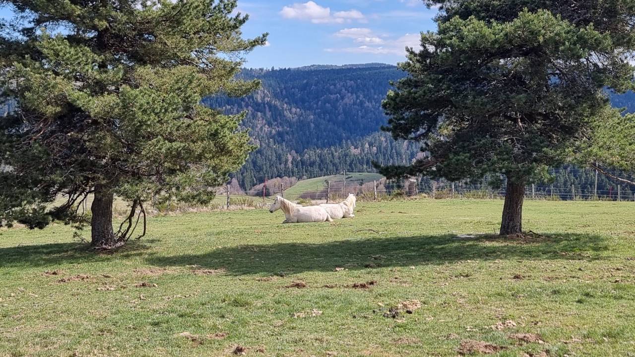 Albergue ecuestre En venta Ard&egrave;che