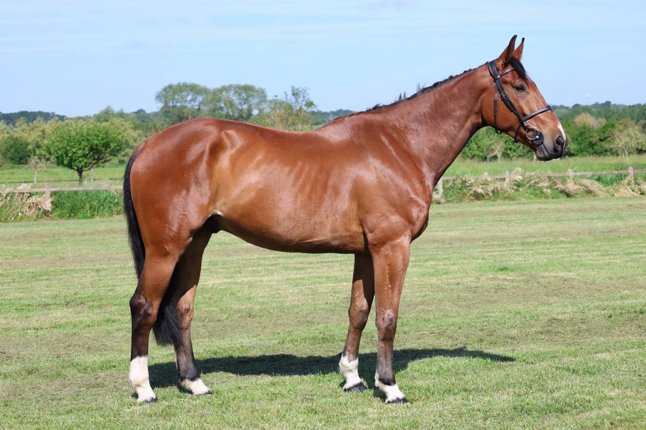 Caballo castrado Silla Franc&eacute;s En venta 2021 Bayo por KANANN
