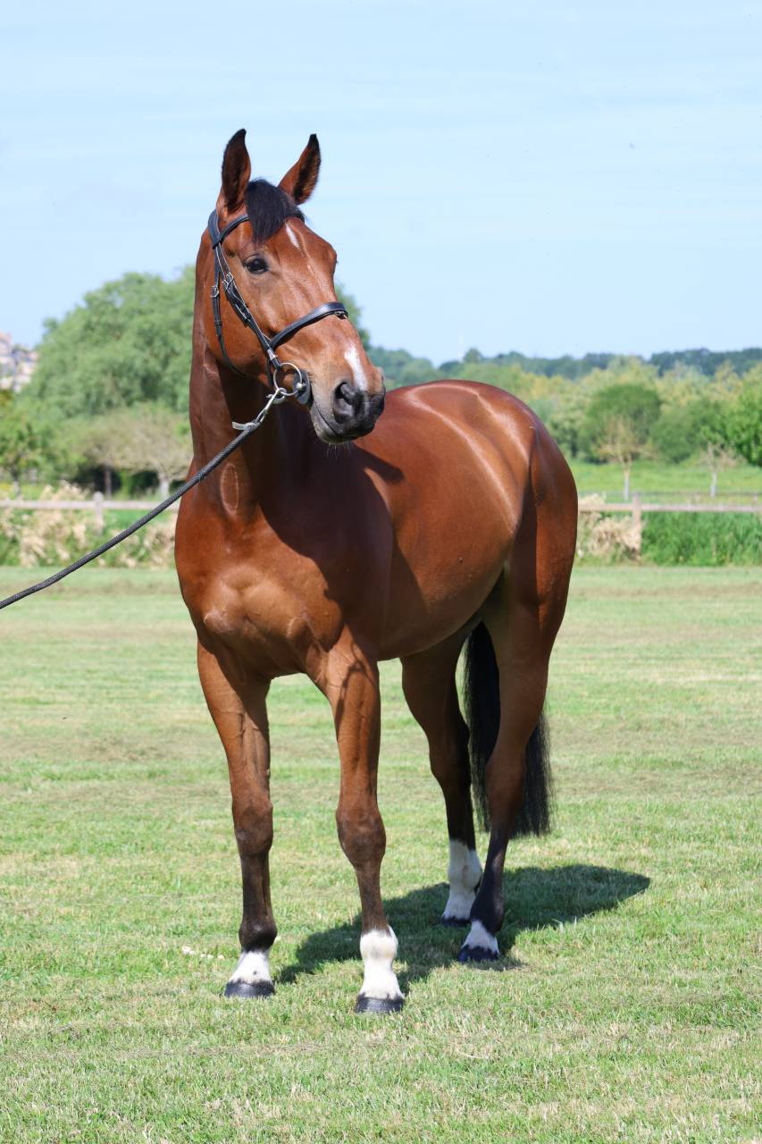 Caballo castrado Silla Franc&eacute;s En venta 2021 Bayo por KANANN