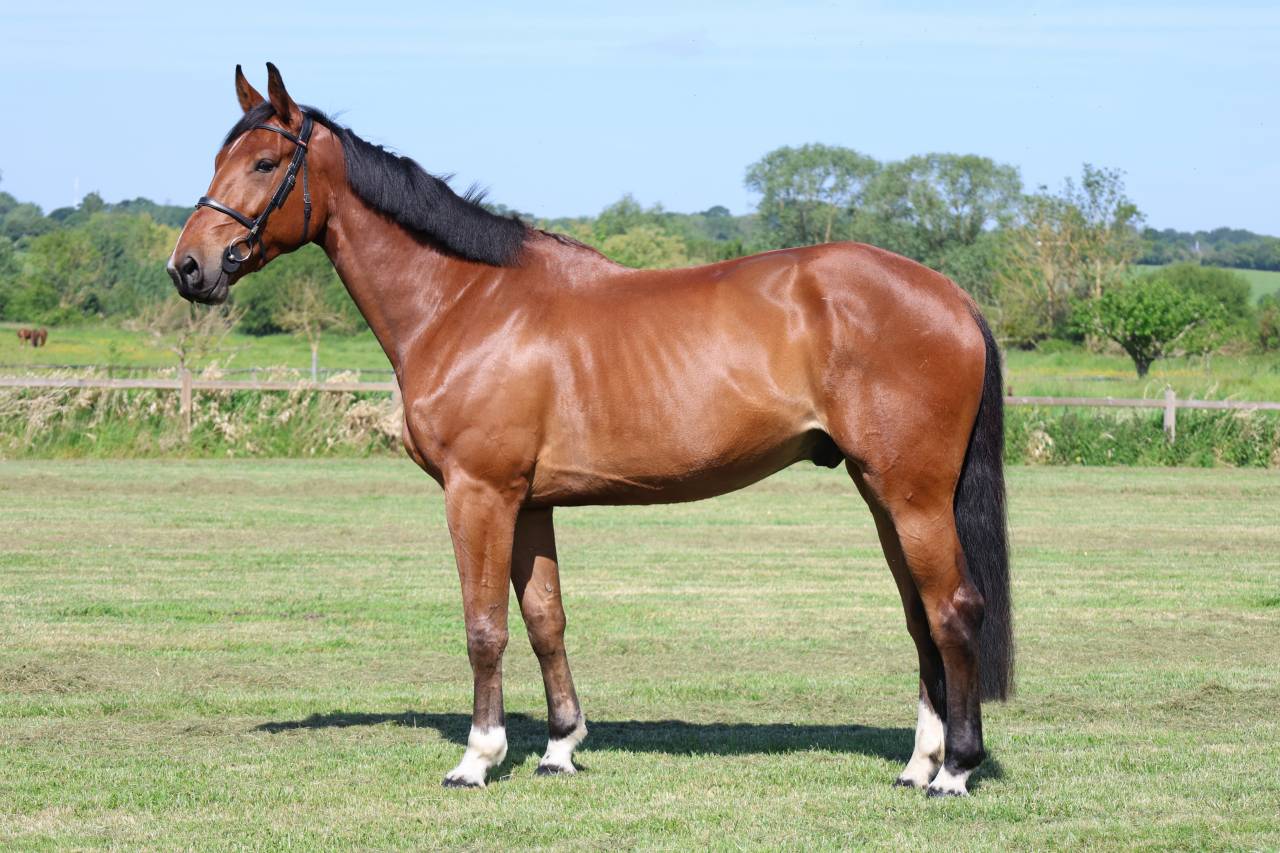Caballo castrado Silla Franc&eacute;s En venta 2021 Bayo por KANANN