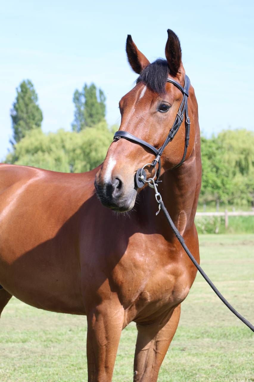 Caballo castrado Silla Franc&eacute;s En venta 2021 Bayo por KANANN