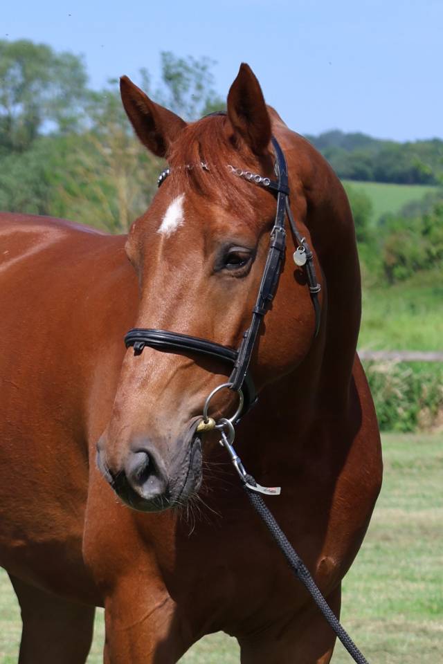 Caballo castrado Silla Franc&eacute;s En venta 2021 Alaz&aacute;n por Conthargos
