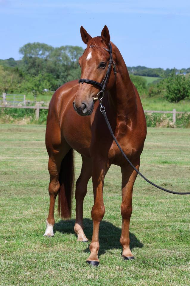 Caballo castrado Silla Franc&eacute;s En venta 2021 Alaz&aacute;n por Conthargos
