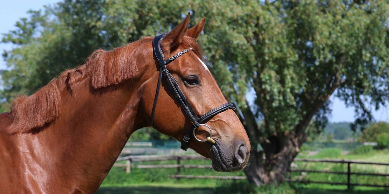 Caballo castrado Silla Franc&eacute;s En venta 2021 Alaz&aacute;n por Conthargos