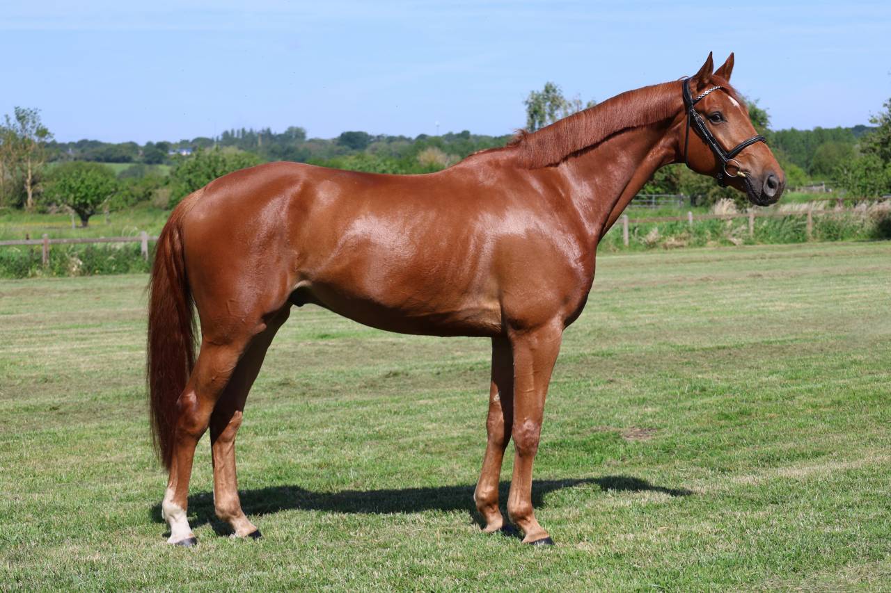 Caballo castrado Silla Franc&eacute;s En venta 2021 Alaz&aacute;n por Conthargos