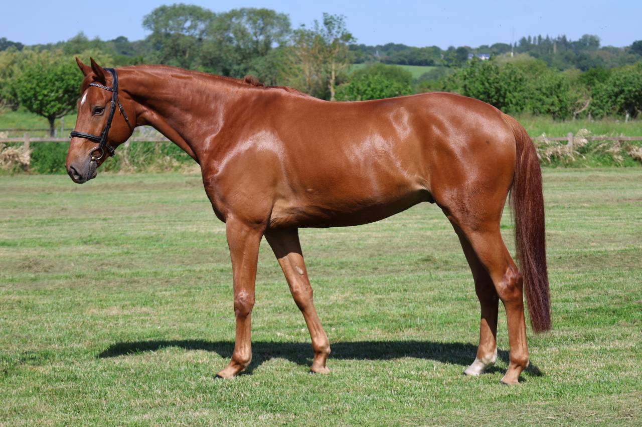 Caballo castrado Silla Franc&eacute;s En venta 2021 Alaz&aacute;n por Conthargos