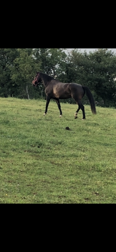 Yegua KWPN Caballo de Deporte Neerland&eacute;s En venta 2010 Bayo moreno por KANNAN