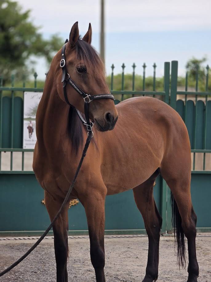 Caballo castrado Trot&oacute;n Franc&eacute;s En venta 2022 Bayo