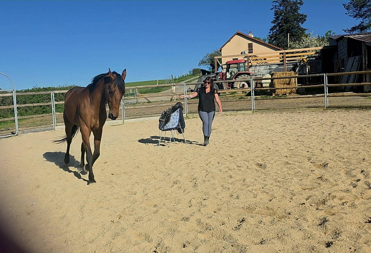 Caballo castrado Trot&oacute;n Franc&eacute;s En venta 2022 Bayo