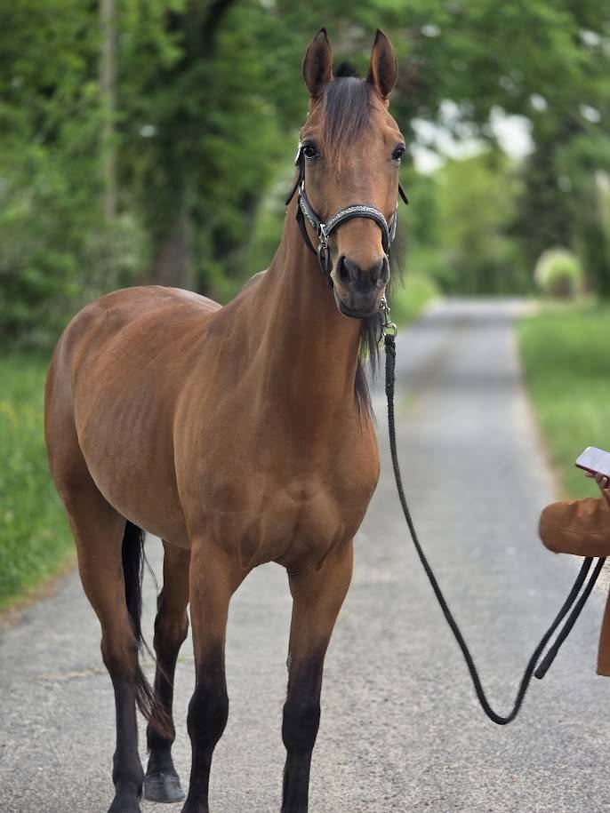 Caballo castrado Trot&oacute;n Franc&eacute;s En venta 2022 Bayo