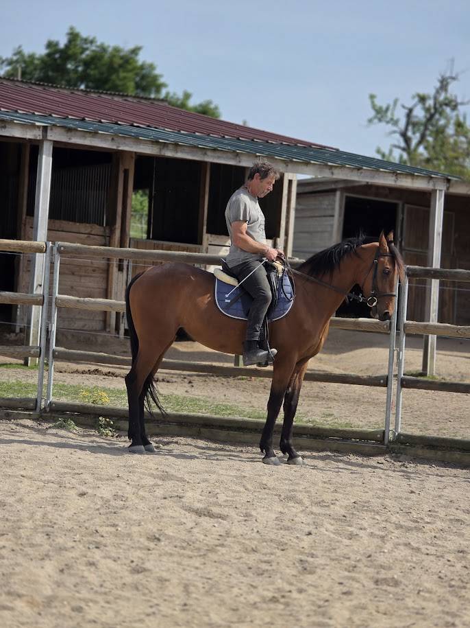 Caballo castrado Trot&oacute;n Franc&eacute;s En venta 2022 Bayo
