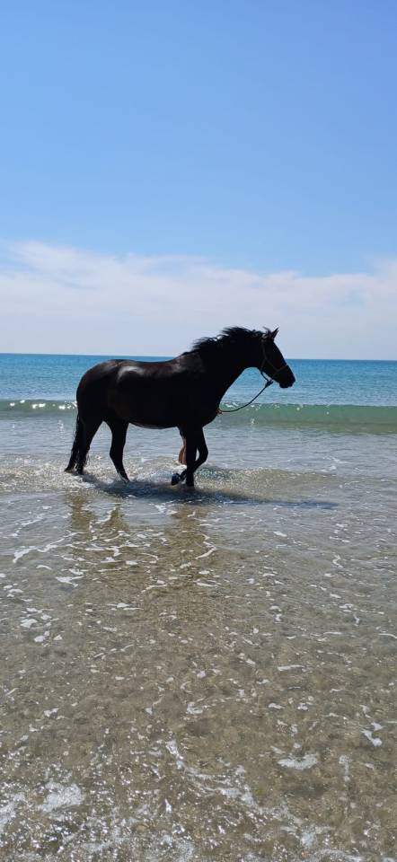 Yegua KWPN Caballo de Deporte Neerland&eacute;s En venta 2019 Bayo moreno