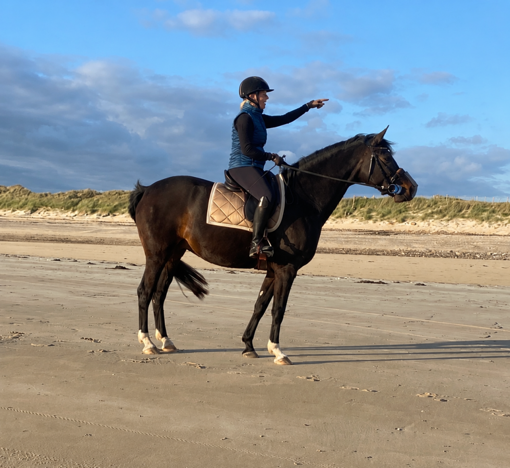 Yegua KWPN Caballo de Deporte Neerland&eacute;s En venta 2019 Bayo moreno