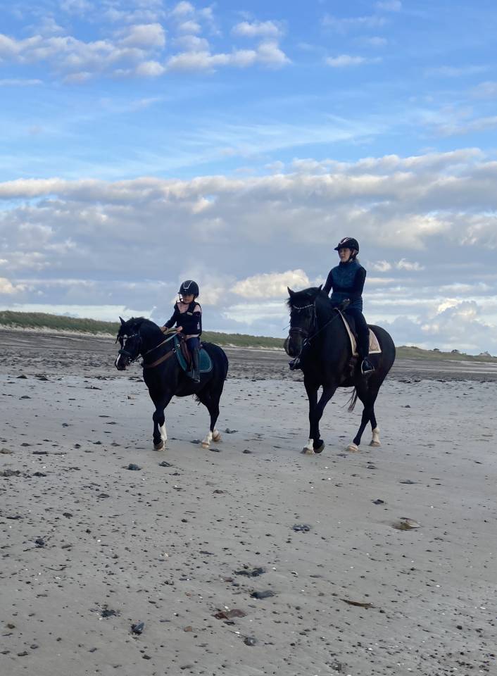 Yegua KWPN Caballo de Deporte Neerland&eacute;s En venta 2019 Bayo moreno