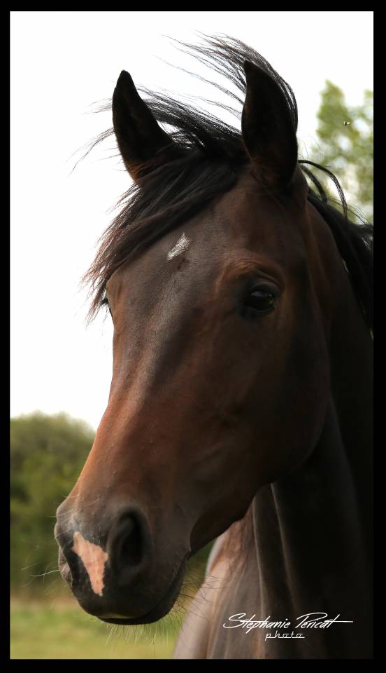 Yegua KWPN Caballo de Deporte Neerland&eacute;s En venta 2019 Bayo moreno