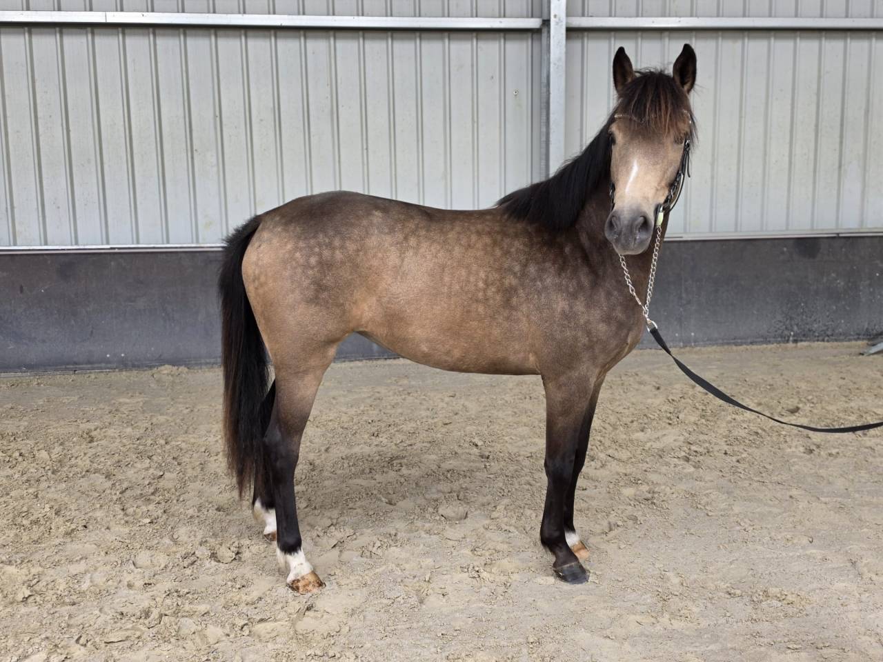 Yegua sBs Caballo de Deporte Belga En venta 2023 Isabelo