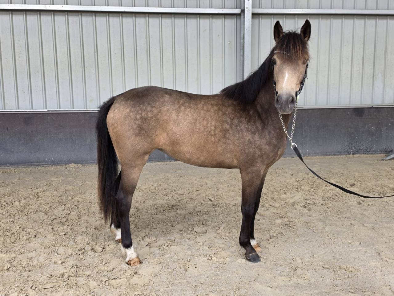 Yegua sBs Caballo de Deporte Belga En venta 2023 Isabelo