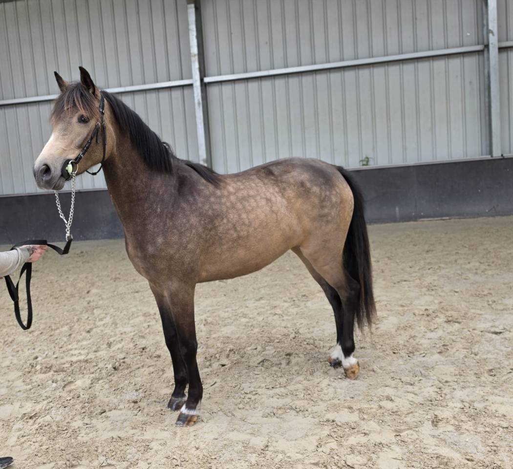 Yegua sBs Caballo de Deporte Belga En venta 2023 Isabelo
