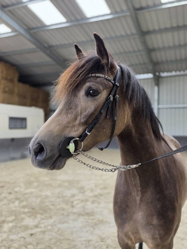Yegua sBs Caballo de Deporte Belga En venta 2023 Isabelo
