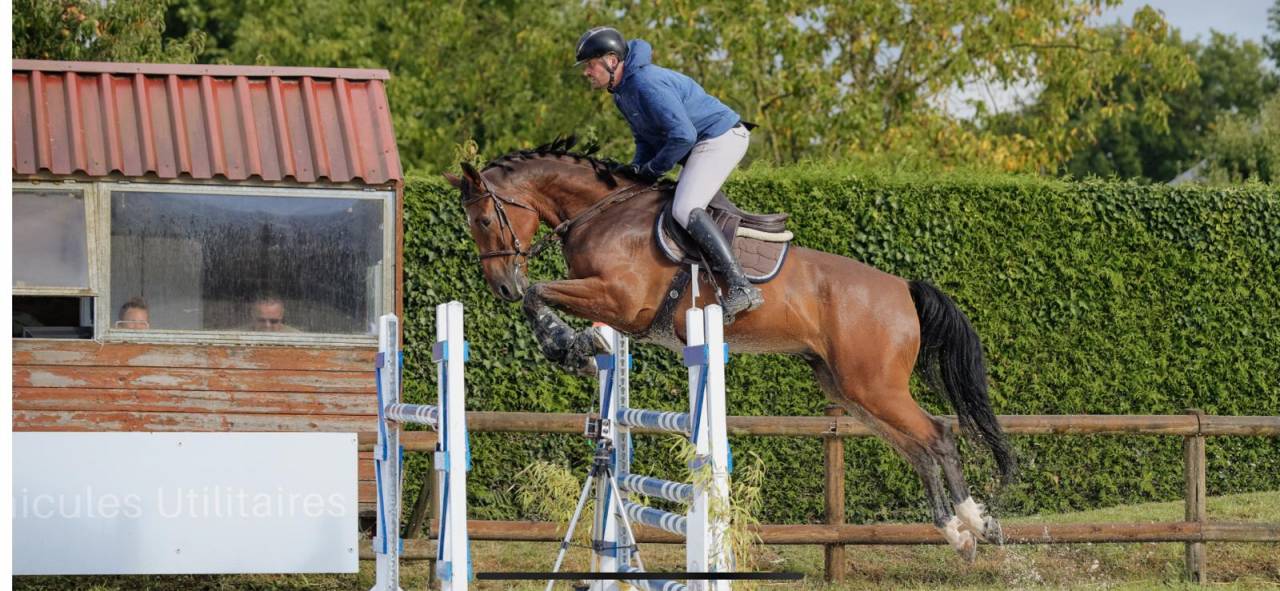 Caballo castrado Silla Franc&eacute;s En venta 2019 Bayo por OGRION DES CHAMPS