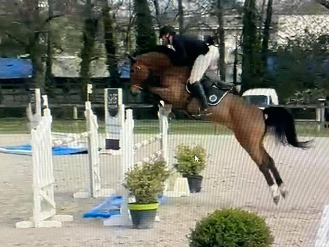 Caballo castrado Silla Franc&eacute;s En venta 2019 Bayo por OGRION DES CHAMPS