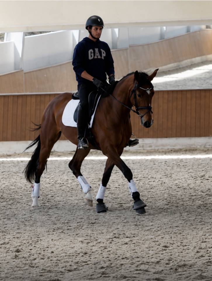 Yegua Caballo de Deporte Dan&eacute;s En venta 2022 Bayo