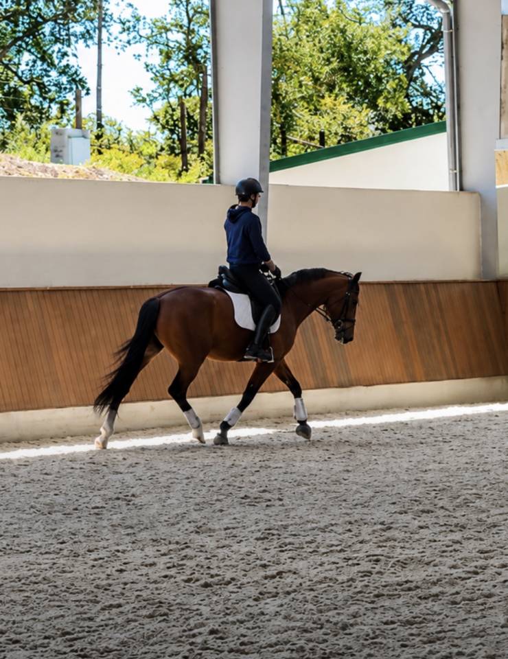 Yegua Caballo de Deporte Dan&eacute;s En venta 2022 Bayo
