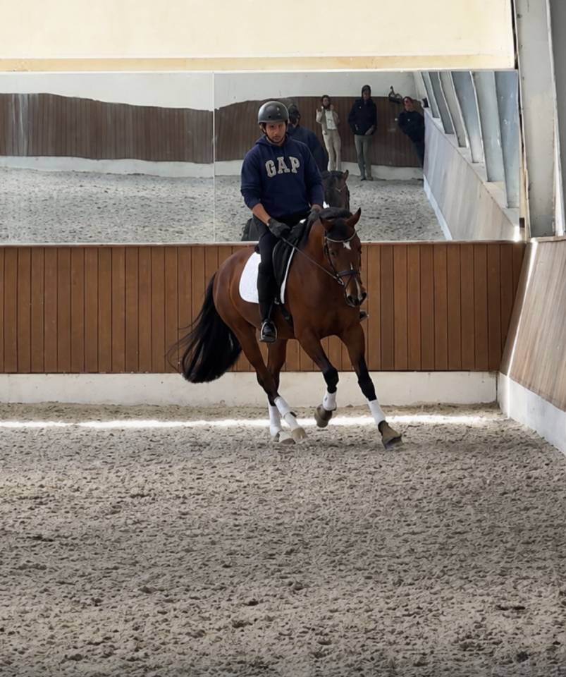 Yegua Caballo de Deporte Dan&eacute;s En venta 2022 Bayo