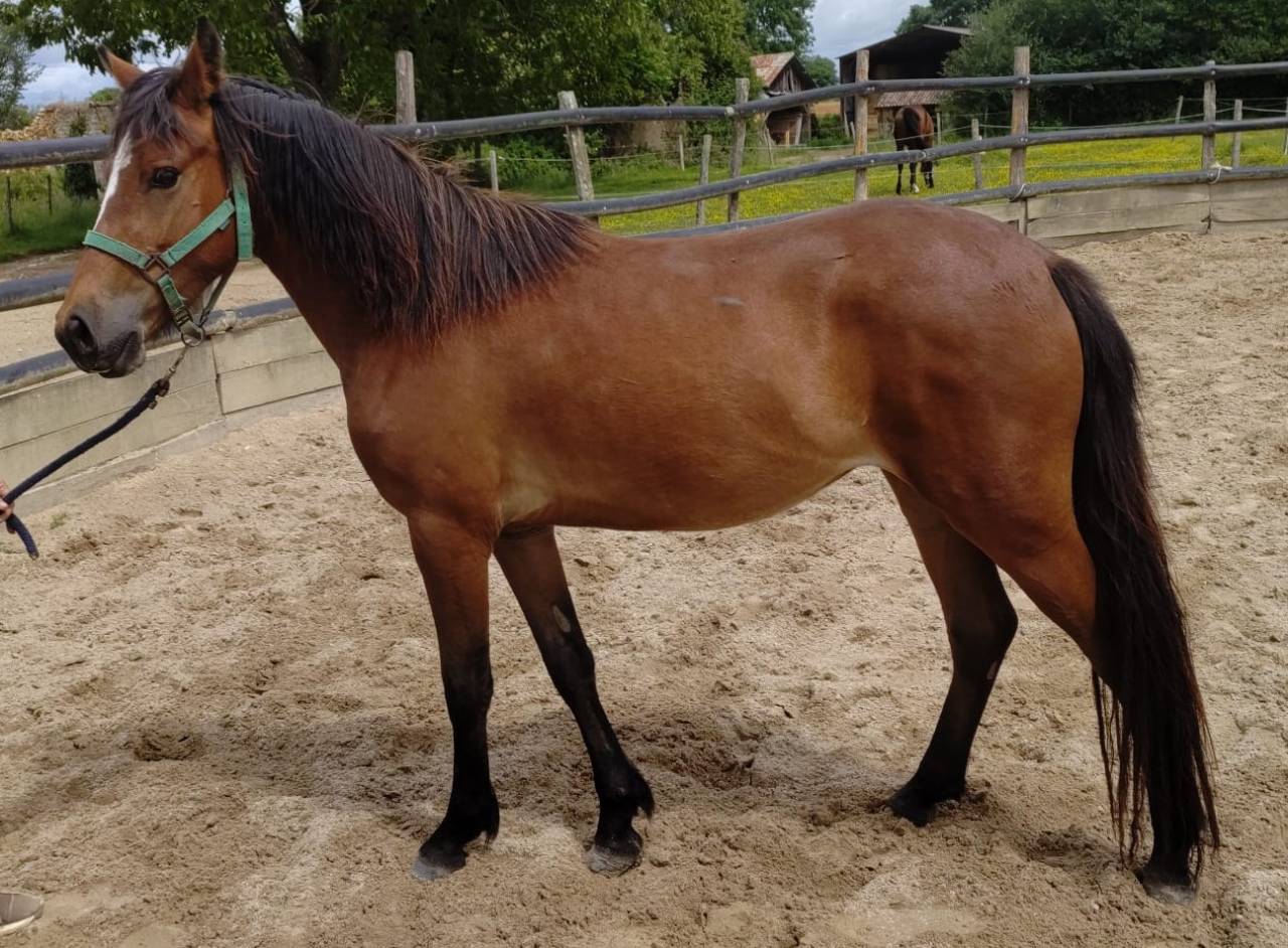 Yegua New Forest En venta 2023 Bayo por Birkilds Balboa