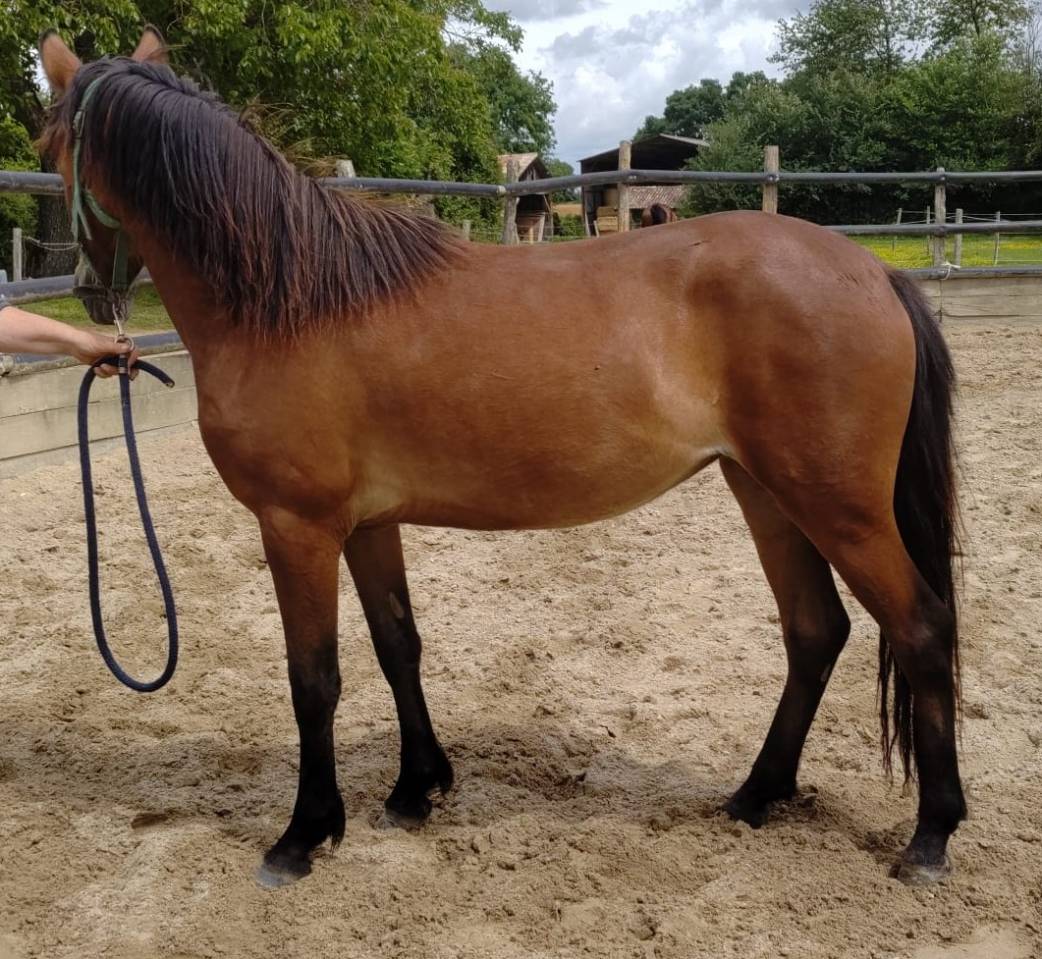 Yegua New Forest En venta 2023 Bayo por Birkilds Balboa