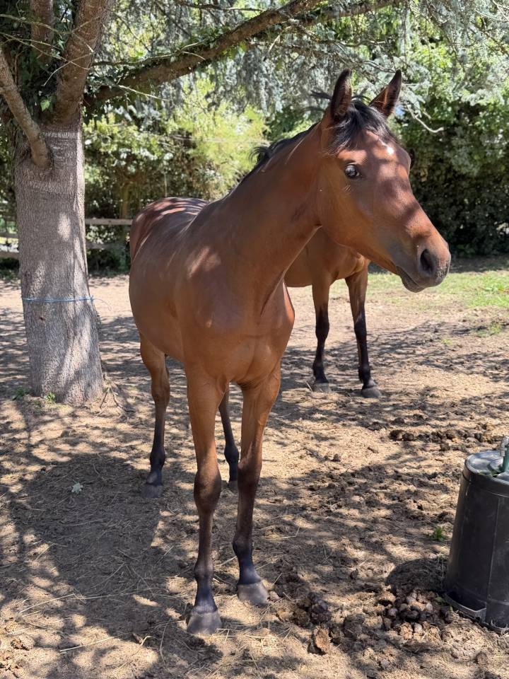 Potranca Silla Franc&eacute;s En venta 2025 Bayo