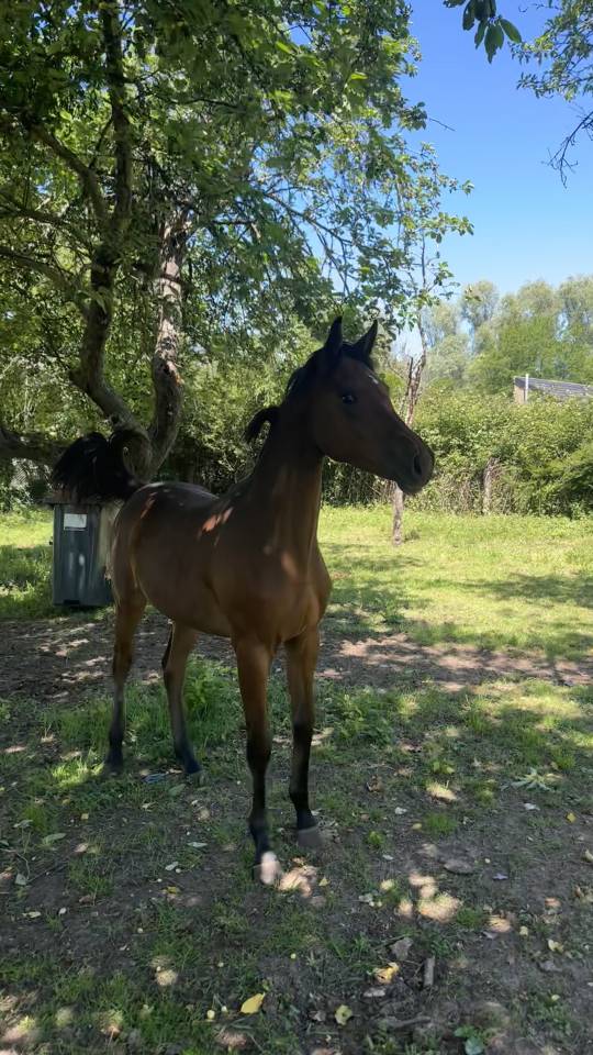 Potranca Silla Franc&eacute;s En venta 2025 Bayo