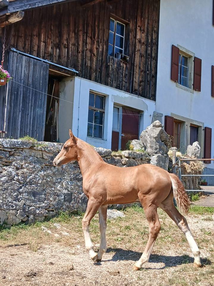 Potranca Franca-Monta&ntilde;a En venta 2026 Alaz&aacute;n por No Records.